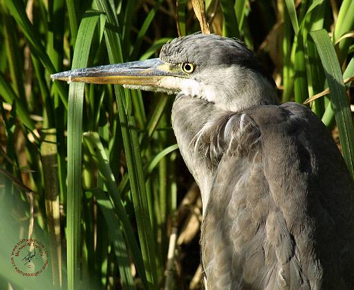 Heron 9P051D-011.JPG